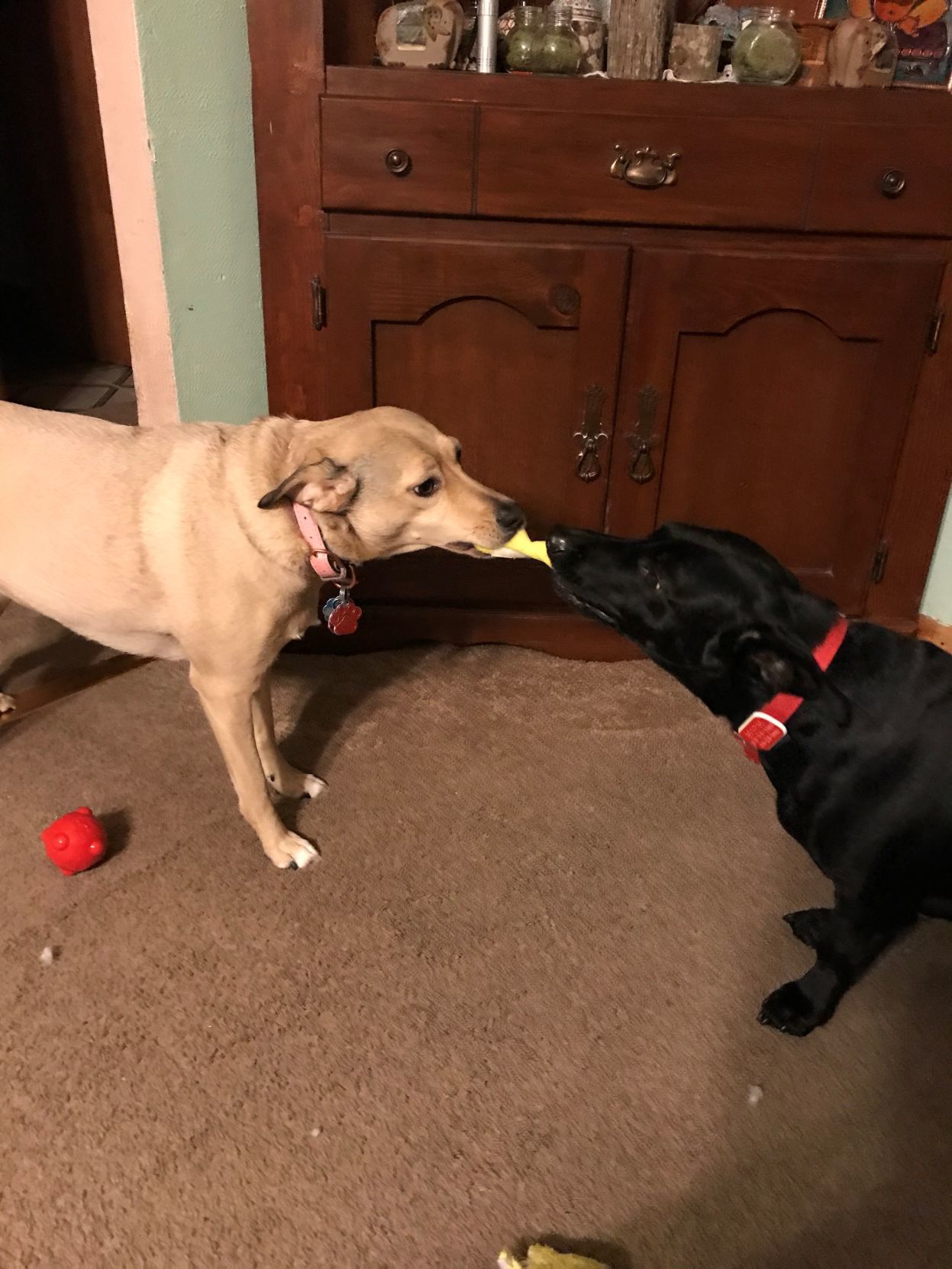 Pups